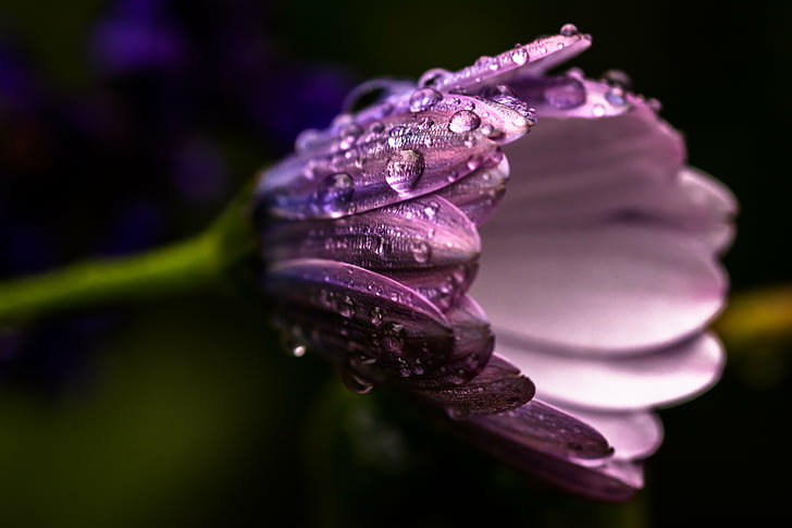 purple flower plant photography, Spring, purple flower, plant, photography, Nature, macro, close-up, flower, drop, single Flower, petal, beauty In Nature, dew, springtime, freshness, HD wallpaper