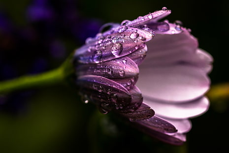 purple flower plant photography, Spring, purple flower, plant, photography, Nature, macro, close-up, flower, drop, single Flower, petal, beauty In Nature, dew, springtime, freshness, HD wallpaper HD wallpaper