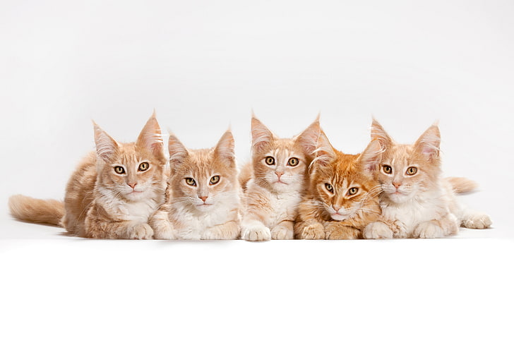 cats, coon, kitten, maine, red, HD wallpaper