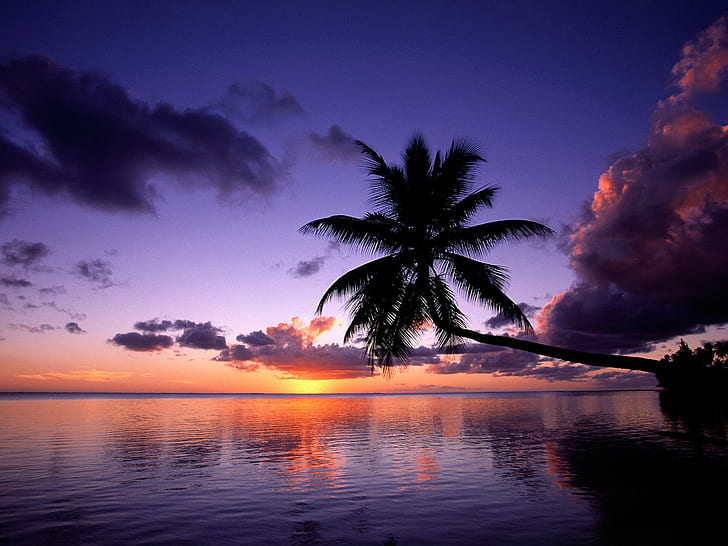 Sunset Palm Tree Tropical Ocean Clouds HD, zbiornik wodny, natura, ocean, chmury, zachód słońca, drzewo, tropikalny, palma, Tapety HD