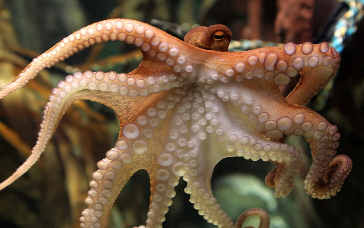 Octopus Desktop Wallpaper สัตว์ป่าทางทะเล, วอลล์เปเปอร์ HD