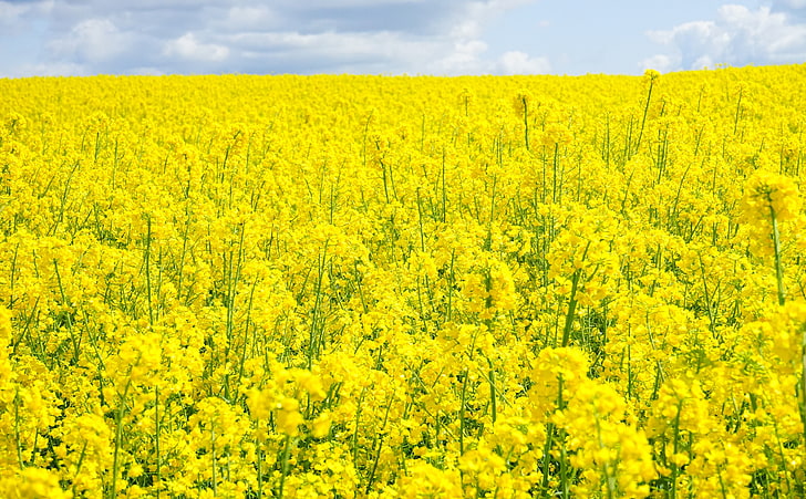 Rapeseed Field, Seasons, Spring, Nature, Landscape, Summer, Yellow, Flowers, Plant, Blossoms, Clouds, Agriculture, Rapeseed, crops, oilseedrape, fieldofrapeseeds, fieldofflowers, oilseedrapeplants, brassicanapus, brassicaceae, HD wallpaper