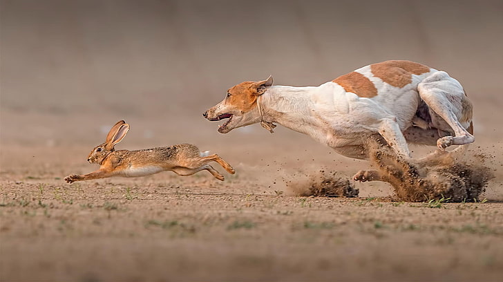 short-coated white and brown dog, hare, dog, Death Race, HD wallpaper