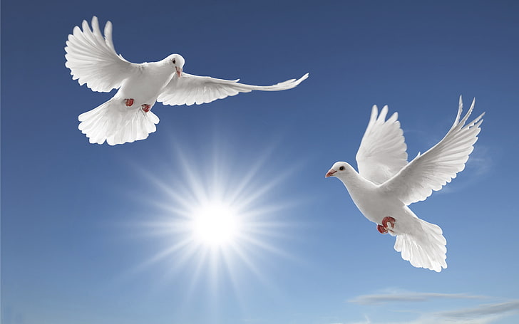 흰 비둘기 태양 광선 Tsoncheva 푸른 하늘과 흰 구름 바탕 화면 Hd 배경 화면, HD 배경 화면