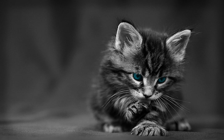 Kitten, Blue-eyed, Furry, Cat, Wash, Sfondo HD