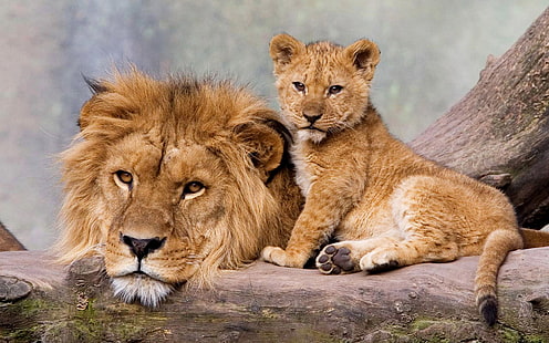 Adulto y joven león padre e hijo hd fondo de pantalla para portátil, Fondo de pantalla HD HD wallpaper