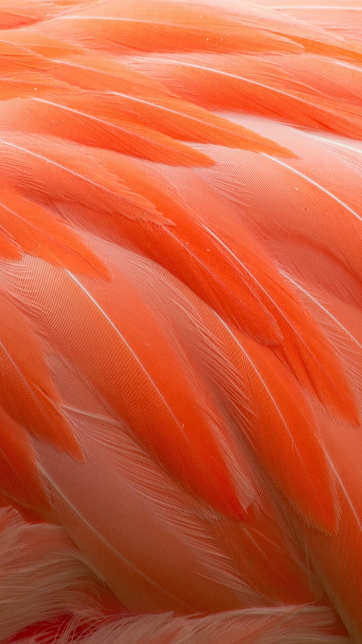 Pióra flamingów, pióra pomarańczowe, Pozostałe,, zwierzę, ptak, flaming, pióra, Tapety HD, tapety na telefon