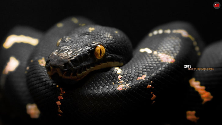 ular, hitam, oranye, mata, reptil, Wallpaper HD