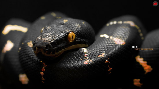 ular, hitam, oranye, mata, reptil, Wallpaper HD HD wallpaper