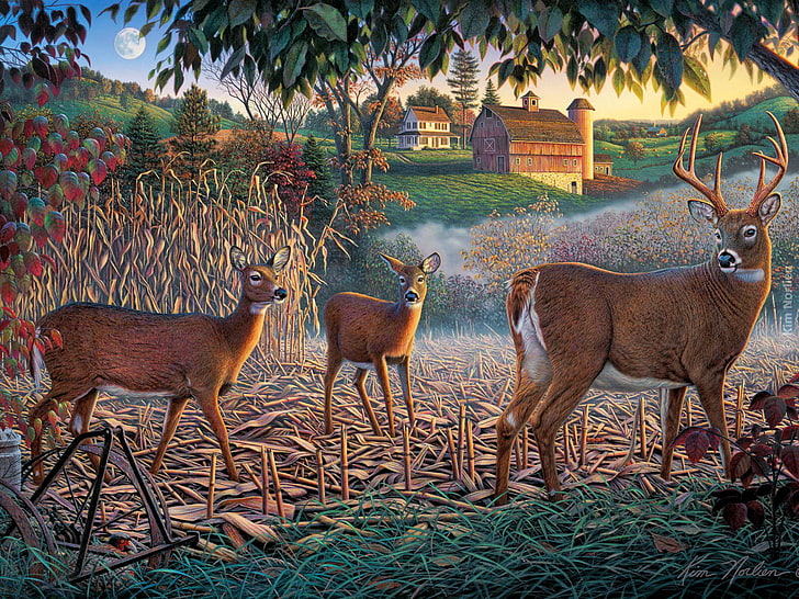 three brown mountain deers, home, deer, Kim Norlien, HD wallpaper