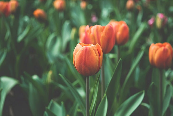 Flowers, Orange Tulips, Field, Leaves, flowers, orange tulips, field, leaves, HD wallpaper