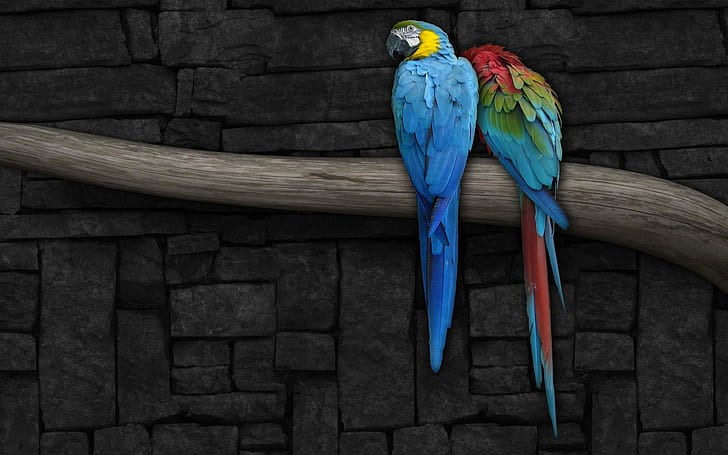 Blue-and-yellow and a scarlet macaw, 2 birds, digital art, 1920x1200, bird, parrot, macaw, HD wallpaper
