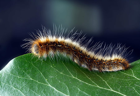 caterpillar, close up, hairy, insect, macro, worm, HD wallpaper HD wallpaper