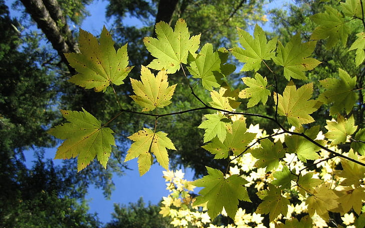 Maple Leaf verde sob o sol, folha de bordo verde, Maple, folha, verde, sol, HD papel de parede