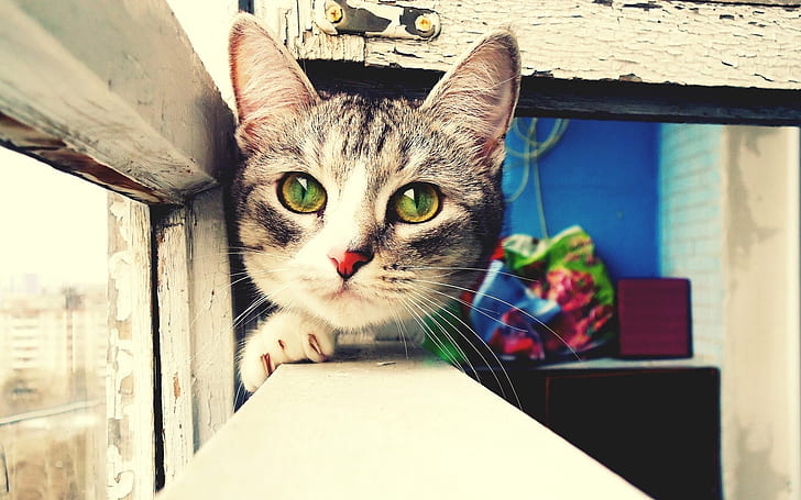 gato, focinho, peitoril da janela, caça, cuidados, HD papel de parede