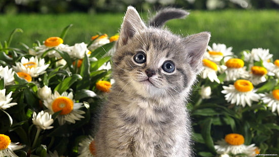 Yavru kedi çiçekler, Bahar, sevimli kedicik, papatyalar, hayvanlar, HD masaüstü duvar kağıdı HD wallpaper