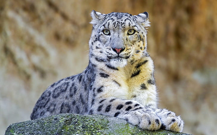 Snow leopard, predator, rock, Snow, Leopard, Predator, Rock, HD wallpaper