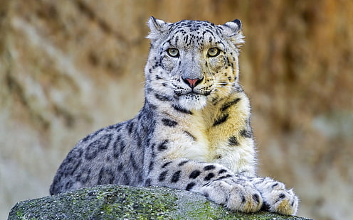 Leopardo delle nevi, predatore, roccia, neve, leopardo, predatore, roccia, Sfondo HD HD wallpaper