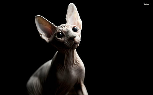Tier, Sphynx-Katze, Katze, HD-Hintergrundbild HD wallpaper
