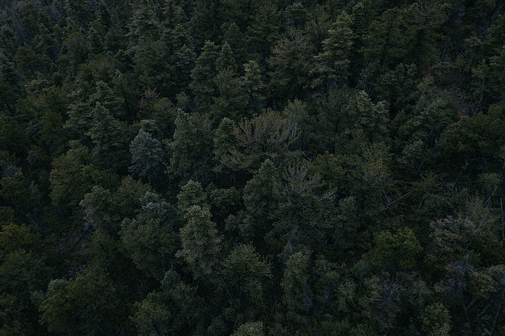 зеленые лиственные деревья, лес, деревья, темно, вид сверху, HD обои