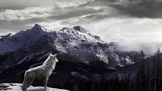 gray wolf, snow, mountains, fog, Wolf, HD wallpaper HD wallpaper