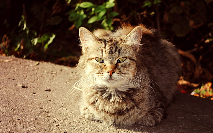 Cute cat, autumn, sunshine, Cute, Cat, Autumn, Sunshine, HD wallpaper