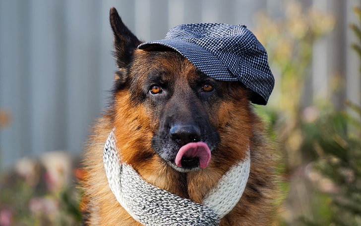 коричневая собака с коротким покрытием, собака, морда, высунутый язык, шарф, HD обои