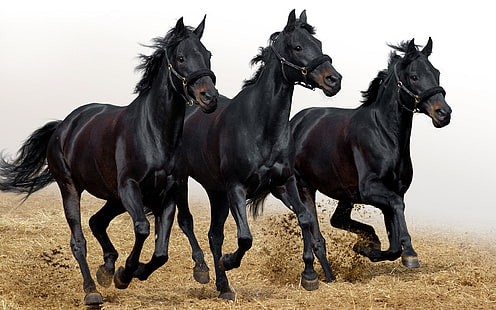 Три черные лошади, три черные лошади, лошадь, лошади, HD обои HD wallpaper