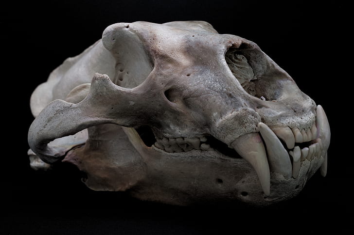 полярни мечки, череп, черен фон, зъби, HD тапет
