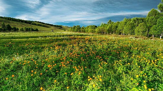 prairie, champ de fleurs, colline, fleurs sauvages, prairie, été, champ, paysage d'été, fleur, 5k uhd, herbe, 5k, ciel, Fond d'écran HD HD wallpaper