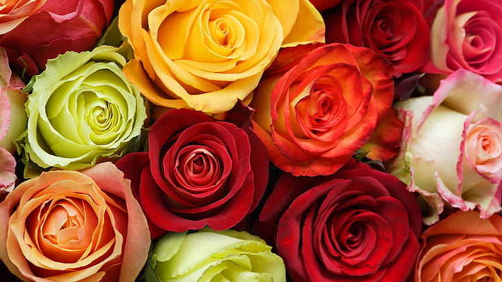 Flowers roses background, Flowers, Rose, Background, HD wallpaper