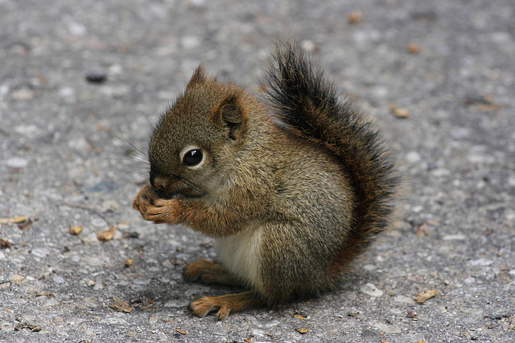 gray and brown squirrel, squirrel, eating, sitting, road, HD wallpaper