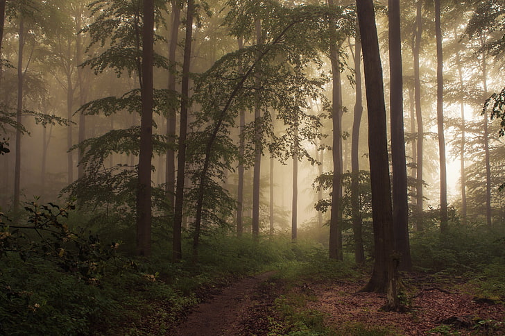 carta da parati foresta, nebbia, foresta, Sfondo HD