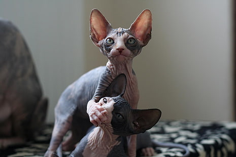 two gray-and-pink sphynx cats, Sphynx cat, HD wallpaper HD wallpaper