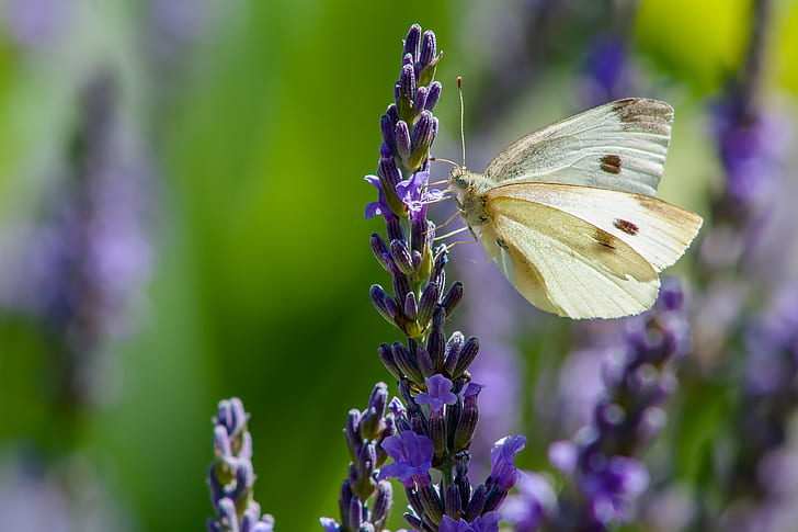 brown butterfly on purple lavender, du, butterfly, purple, lavender, papillon, canon  eos, lightroom, wildlife, insect, nature, butterfly - Insect, summer, flower, animal, close-up, animal Wing, beauty In Nature, HD wallpaper