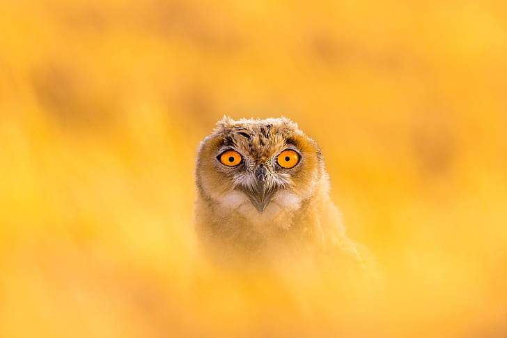 look, background, owl, owlet, yellow background, HD wallpaper