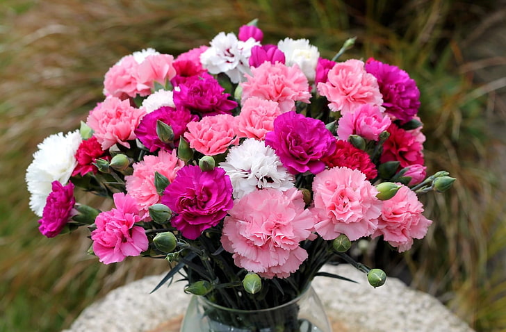 rosa, rote, weiße und lila Nelke blüht Blumenstrauß, Nelken, Blumenstrauß, Vase, Unschärfe, HD-Hintergrundbild