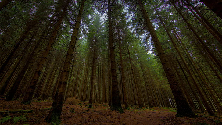 木 自然 夕方 夕暮れ フルhd 2560x1440 森の中の写真 森の木 Hdデスクトップの壁紙 Wallpaperbetter