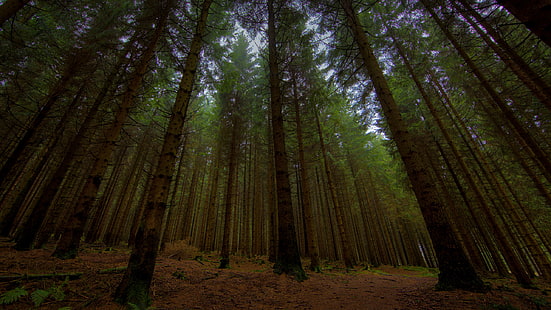 árvores, natureza, a noite, crepúsculo, full hd 2560x1440, fotos na floresta, árvore da floresta, HD papel de parede HD wallpaper