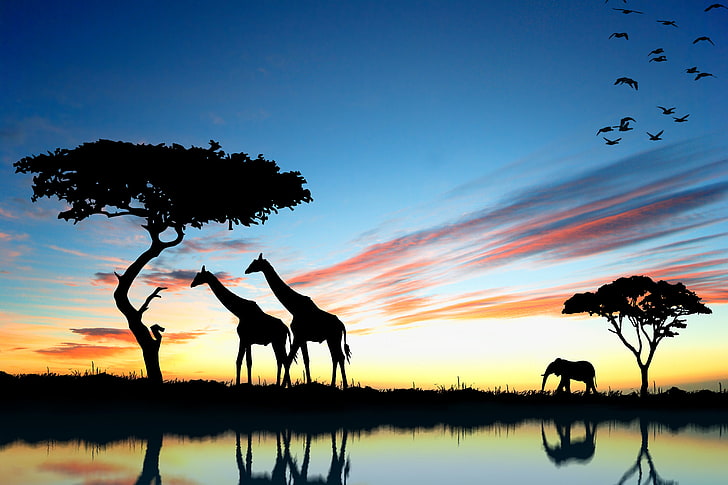 صورة ظلية الزرافة والفيل ورق الجدران ، غروب الشمس ، الفيل ، الزرافة ، إفريقيا، خلفية HD