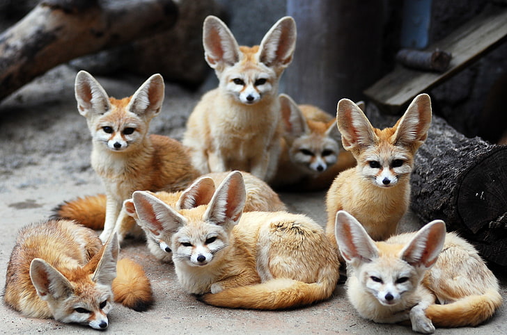 herd of fox, animals, Fox, Fenech, Fennec fox, eared, HD wallpaper