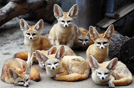 herd of fox, animals, Fox, Fenech, Fennec fox, eared, HD wallpaper HD wallpaper
