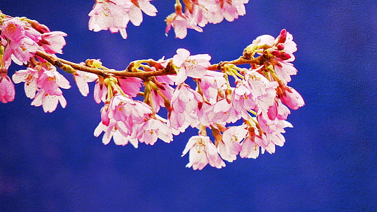 fiorire, Sfondo HD HD wallpaper