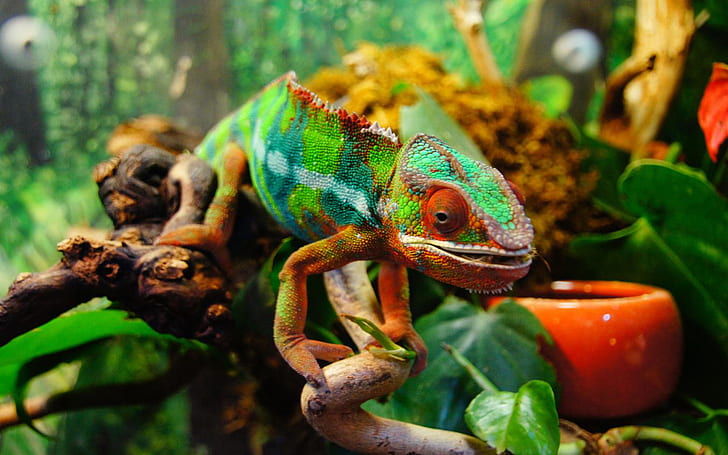 Camaleão-lagarto que pode mudar de cor de acordo com a cor do ambiente-HD Wallpapers High Definition-1920 × 1200, HD papel de parede