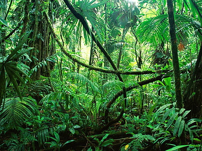 Amazonka, Tapety HD HD wallpaper