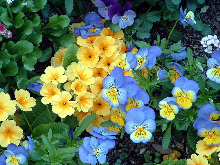 yellow and blue petaled flowers, pansies, flowers, flowerbed, green, garden, HD wallpaper