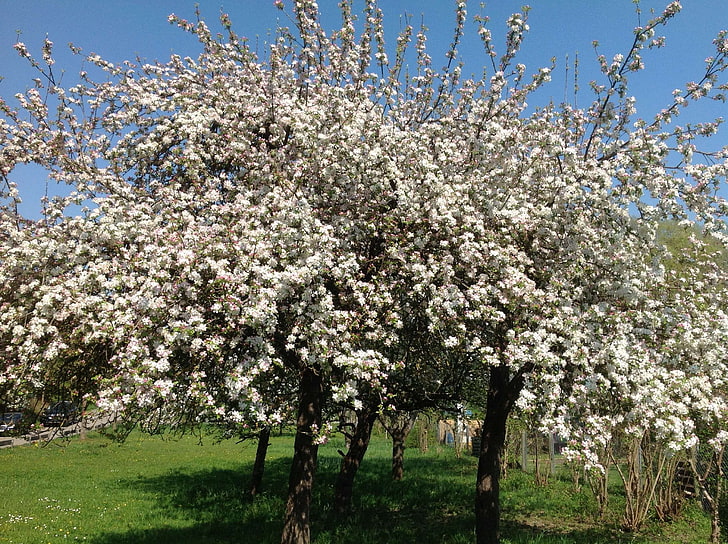 apple tree, blossom, HD wallpaper