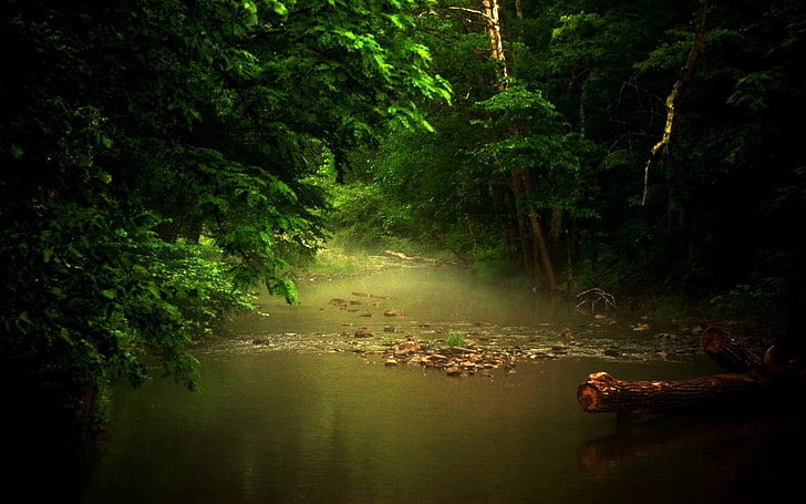 природа, пейзаж, зелено, река, дървета, зеленина, мъгла, слънчева светлина, гора, HD тапет