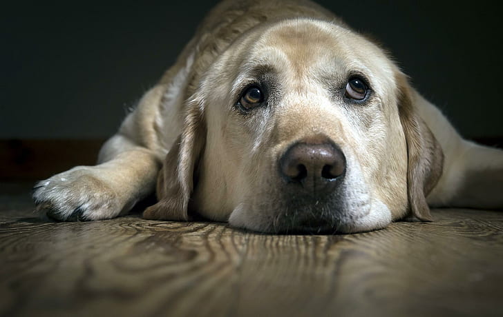cão, labrador, olhar, tristeza, labrador, olhar, tristeza, HD papel de parede