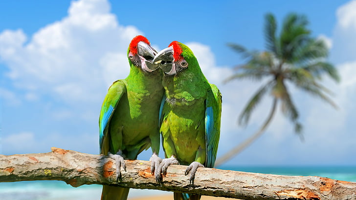 Dos pájaros verdes se posan en la fotografía de primer plano de la rama, loro, plumaje, rama, pájaros exóticos, verde, Fondo de pantalla HD